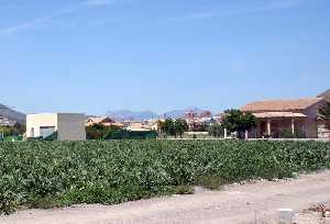 Cultivo de alcachofas y casas de campo