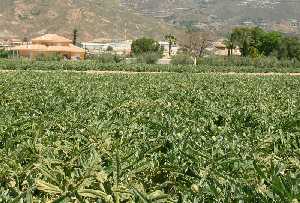 Plantacin de Alcachofas casas al fondo