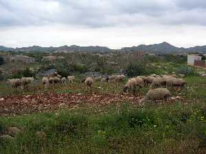 Pastoreo en Cuesta Blanca