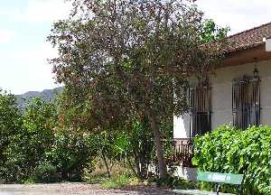 Casa y huerto de Tabala