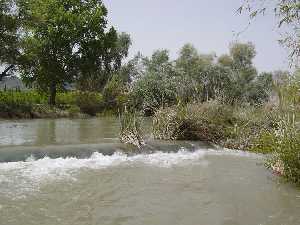 Juncos, carrizos, caas, aneas, lamos, chopos... pueblan las riberas del ro. Sotos fluviales.