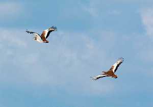 Avutardas (Otis tarda) en vuelo