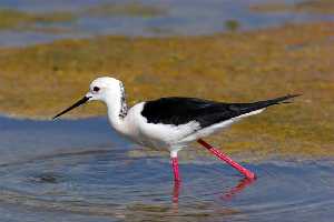 Cigeuela comn (Himantopus himantopus)