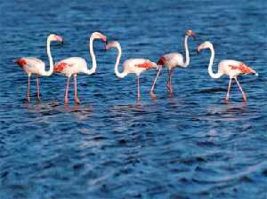 Flamencos en las salinas de San Pedro