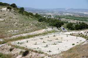 Huerto de almendros brotando