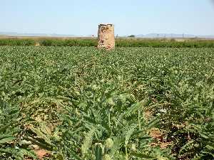 Antiguo Molino de Viento y plantacin de alcachofas