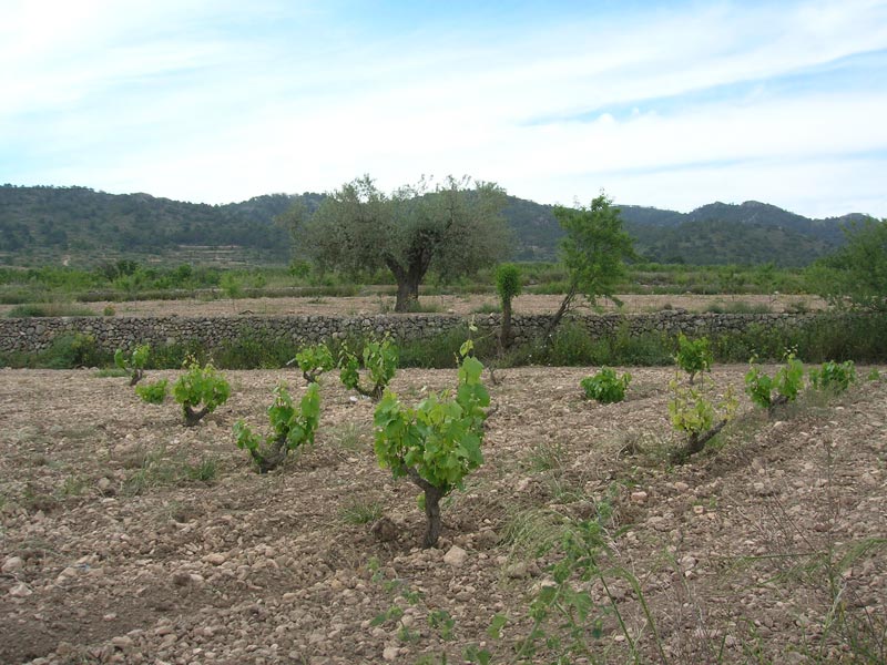 Olivos y Vid [Caada de Lea]. 