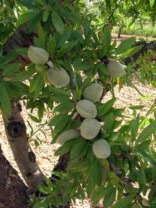 Detalle del almendro