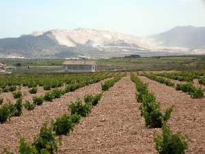 Plantacin de vias y canteras al fondo