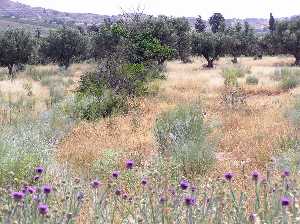 Cardos, hinojo y olivos