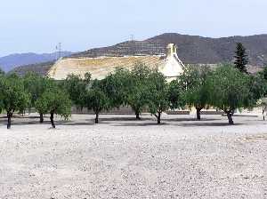 Olivos en la ermita