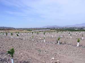 C�tricos reci�n plantados