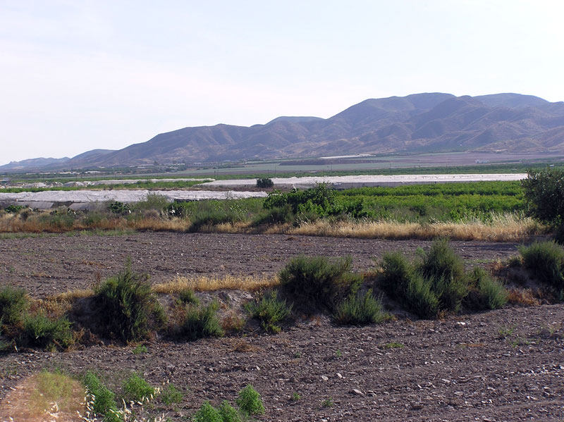 Campo de Pozo Higuera[Pozo Higuera]. 