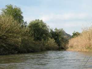 Junta del segura y el canal del Salto del Progreso. El carrizal y el caaveral invaden la orilla. Sotos fluviales, Horno