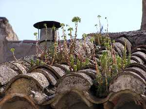 Vegetacin en los viejos tejados