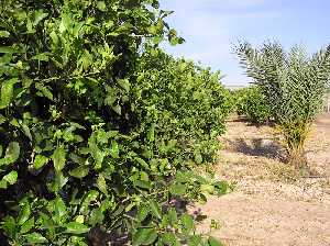 Limoneros y palmeras