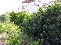 Manzanos y Parras