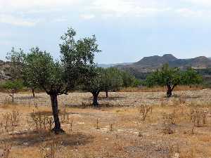 Vista de algarrobos y sierra