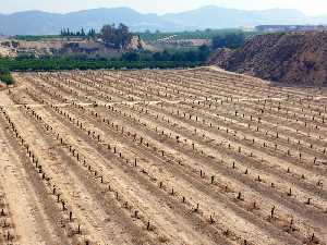 Vista de campo cultivado