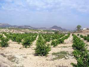 Campo de limones y paisaje