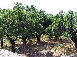 Almendros