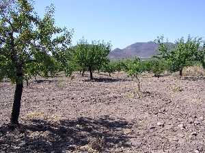 Almendros en Puerto Adentro