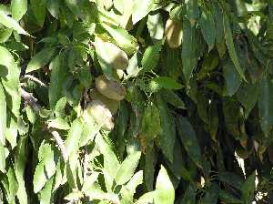 Detalle de almendro