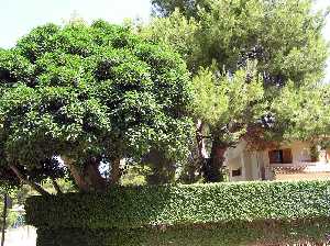 Nuevas casas en la Mort de Abajo