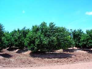 Alboricultura en Los Mdicos (Cartagena) [Los Mdicos]