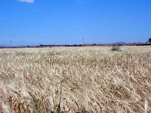 Campo de cereal