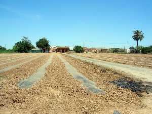 Finca cultivada bajo plstico