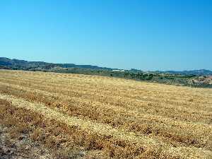 Trigales de Corvera (Murcia) 