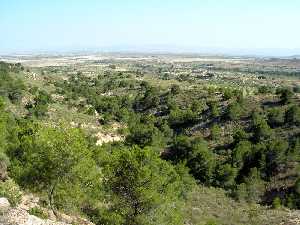 Paisaje de conferas en Corvera (Murcia) 