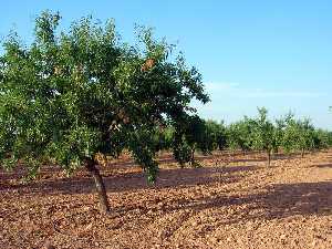 Almendros