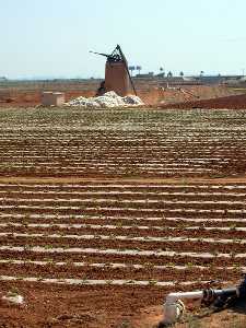 Molino y campo