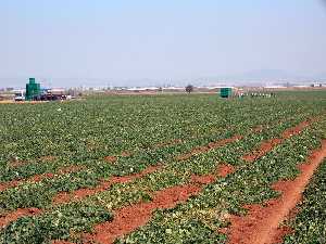 Recogida de melones