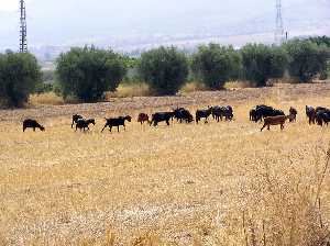 Rebao de cabras