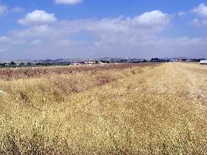 Eriales en Los Saladares