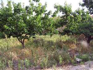 Huerto de albaricoqueros