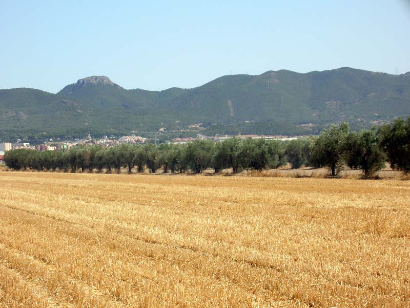 Cereal, olivos y sierra de Carrascoy[San Gins]. 