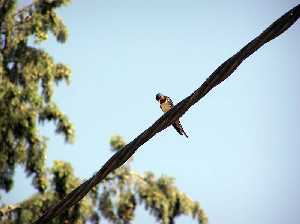 Golondrina [El paraje]