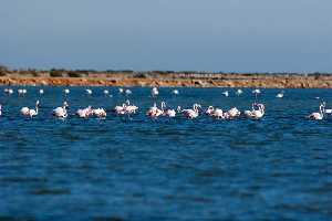 Imagen habitual del Parque Regional, los bandos de flamenos en los estanques salineros