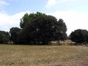 Encina en la llanura 