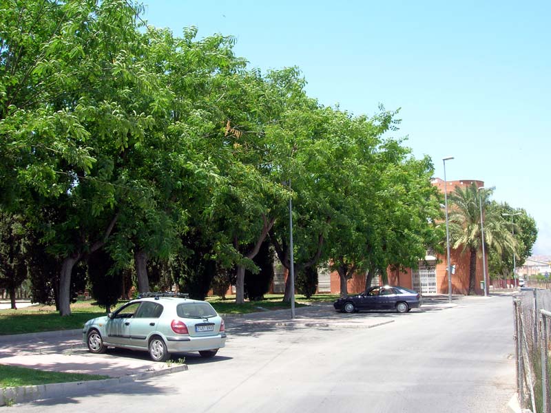 Arbolado junto a centro social [La Albatala]. 