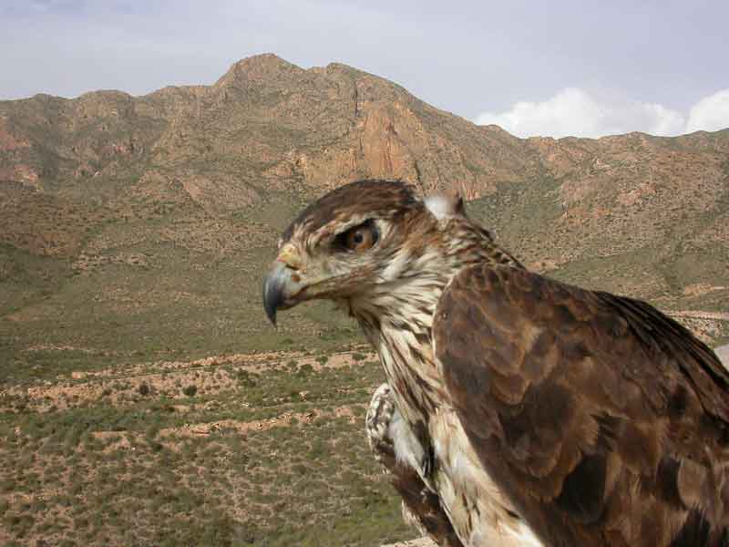 Águila Perdicera