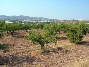 Almendros 