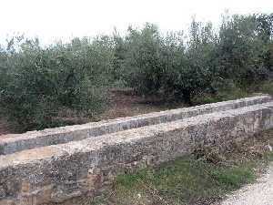 Olivos y acequia 