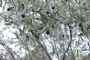 Detalle de una rama de olivo con aceituna madura 