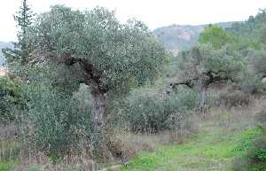 Campo tradicional de olivos 