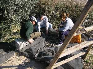 Agricultores en la recogida de la oliva [Aceite]